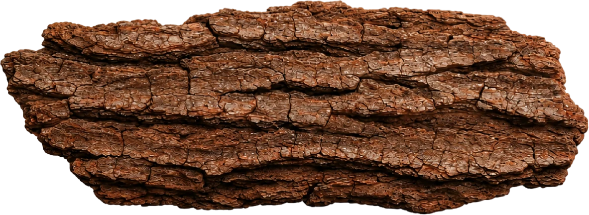 Petrified Bark Specimen